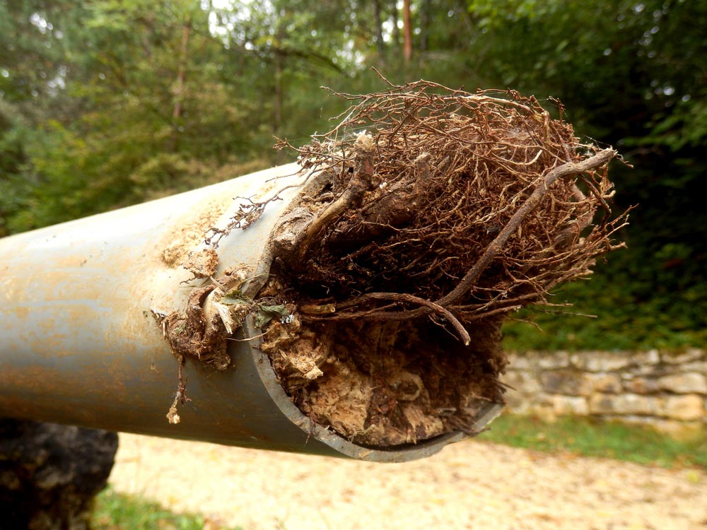 5 Tips to Prevent Tree Roots in Sewer Pipes